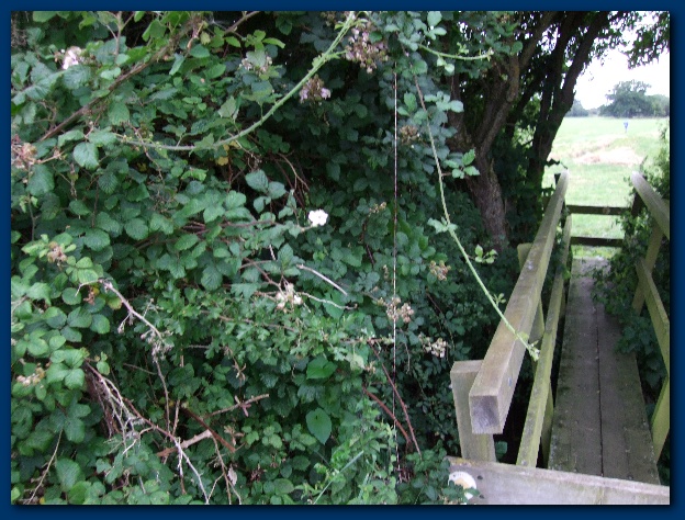 600x449 pixels (174K)